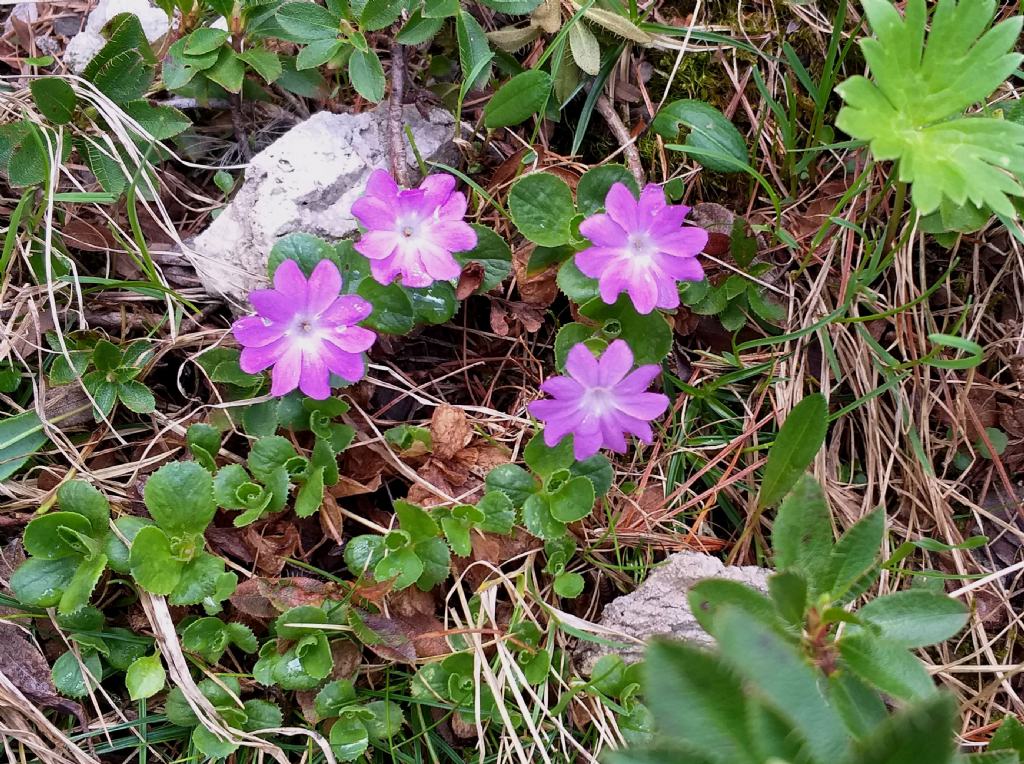 Primula tyrolensis